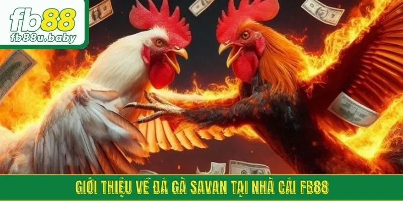 Trận đấu đá gà được tổ chức tại Savan với quy mô hấp dẫn